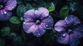 Background of Bush Morning Glory with raindrops created with generative AI technology Royalty Free Stock Photo