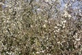 Background of the bushes of blooming blackthorn