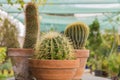 Background, cacti, nature, clay, cactus, pot, flower, plant, succulents, pots, garden, green, succulent, white, natural, growth, b Royalty Free Stock Photo