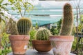 Background, cacti, nature, clay, cactus, pot, flower, plant, succulents, pots, garden, green, succulent, white, natural, growth, b Royalty Free Stock Photo