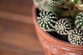 Cactus background table brown wooden plant botany pot nature spine