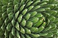 Background Cactus Plant