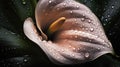 Background of Calla lily with raindrops created with generative AI technology Royalty Free Stock Photo