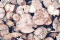Background of caps of agaric forest mushrooms honey agarics