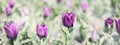 background for card, website, wedding decoration. soft romance purple tulips on green background