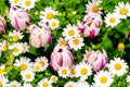 Background. A carpet of green grass and many daisies and white tulips among them. Royalty Free Stock Photo