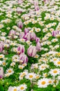 Background. A carpet of green grass and many daisies and white tulips among them. Royalty Free Stock Photo