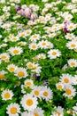 Background. A carpet of green grass and many daisies and white tulips among them. Royalty Free Stock Photo