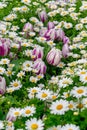 Background. A carpet of green grass and many daisies and white tulips among them. Royalty Free Stock Photo