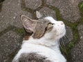 Background cat looking at object Royalty Free Stock Photo