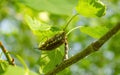 Background with chafer beetle. Close up view of the European beetle pest - common cockchafer melolontha also known as a May bug or Royalty Free Stock Photo