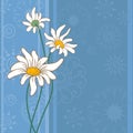 Background with chamomile flowers