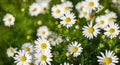 Background of chamomile flowers, field chamomile, nature with blooming medical chamomile, medicinal plant, spring, summer Royalty Free Stock Photo