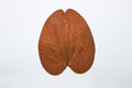 Background of characteristics the Golden Leaf Bauhinia aureifolia for Education.