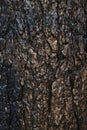 Background charred pine bark, black charred wood after a forest fire.Lit by a Sunny sunset Royalty Free Stock Photo