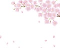 Background of cherry blossom branches with falling petals drawn in vector