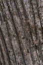 Chestnut bark background un the forest Royalty Free Stock Photo