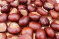 Background chestnut brown shiny closeup of the fruit of the tree Royalty Free Stock Photo