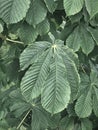 background chestnut leaves on tree branches with reduced saturation Royalty Free Stock Photo