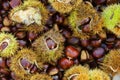 Background of chestnut Royalty Free Stock Photo