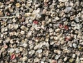 background of chewed chewing gums Royalty Free Stock Photo