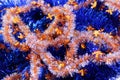 The background of Christmas tinsel blue and orange Royalty Free Stock Photo