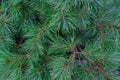 Background of Christmas tree branches. fir pine coniferous tree texture background