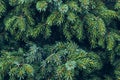 Background of Christmas tree branches. green prickly branches of a fur-tree or pine Royalty Free Stock Photo