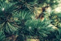 Background of Christmas tree branches. green prickly branches of a fur-tree or pine Royalty Free Stock Photo