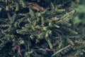 Background of Christmas tree branches. green prickly branches of a fur-tree or pine Royalty Free Stock Photo