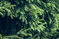 Background of Christmas tree branches. green prickly branches of a fur-tree or pine Royalty Free Stock Photo