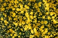 Background of chrysanthemums, yellow autumn flowers