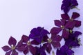 Background of clematis and petunia flowers.