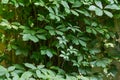 Background of climbing plants creeping up the concrete wall Royalty Free Stock Photo