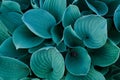 Background with a close-up of blue and green japan hosta flower leaves Royalty Free Stock Photo