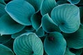 Background with a close-up of blue and green japan hosta flower leaves Royalty Free Stock Photo