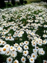 Background close-up of a chamomile flower bed