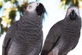 background, close up cute parrots