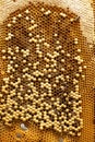 Background from close-up honeycomb with bee larvae with honey. Apitherapy Royalty Free Stock Photo
