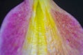 Background with a close-up of a part of a flower leaf in lilac-yellow tones on a black background