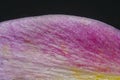 Background with a close-up of a part of a flower leaf in lilac-yellow tones on a black background Royalty Free Stock Photo