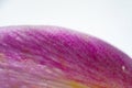 Background with a close-up of a part of a flower leaf in lilac-yellow tones on a black background