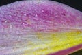 close-up of a part of a flower leaf in lilac-yellow tones with water drops on a black