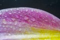 Background with a close-up of a part of a flower leaf in lilac-yellow tones with water drops on a black background