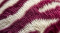furbackground. a close up of the pattern in the fur of a zebra pink and white Royalty Free Stock Photo