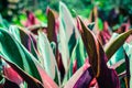 Background close up plants in garden natural colors