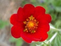 Beautiful bright red spring strawberry flower.