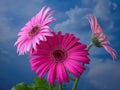 Background with close up view of beautiful flowers gerberas.