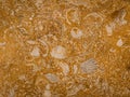 Background of Fossilized Seashells in Rock