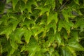 Background close up of Virginia creeper